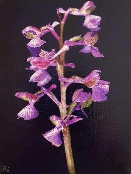 Orchis Morio